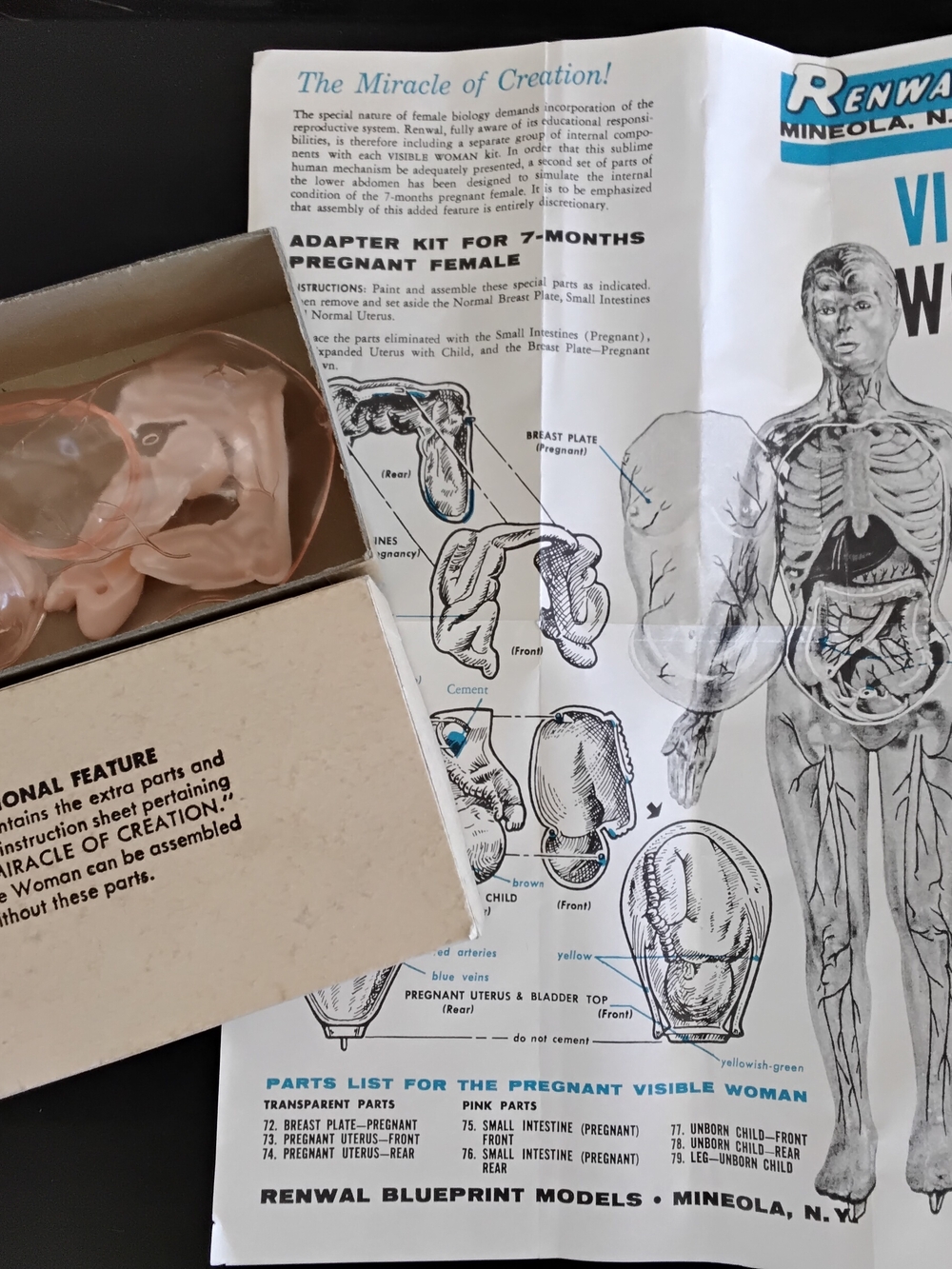 Vintage Pregnant Visible Woman Educational Model. Renwal